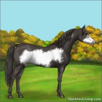 Horse Color:Smoky Black Frame 