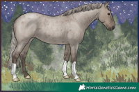 Horse Color:Silver Grullo Roan 