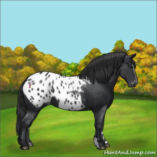 Horse Color:Black Appaloosa 