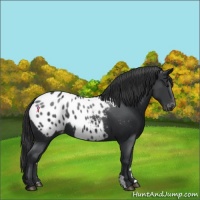 Horse Color:Black Appaloosa 