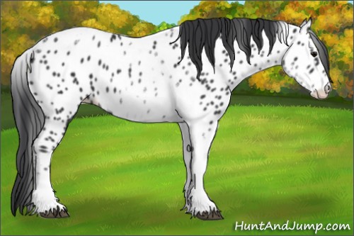Horse Color:White Spotted Black Splash Tobiano Frame Appaloosa 