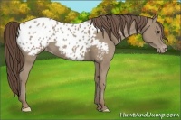 Horse Color:Classic Champagne Appaloosa 