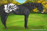 Horse Color:Black Splash Appaloosa