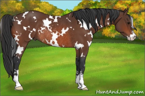Horse Color:White Spotted Bay Sabino Rabicano 