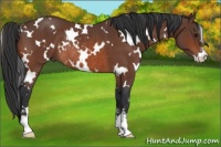 Horse Color:White Spotted Bay Sabino Rabicano