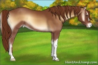 Horse Color:Red Onyx Varnish