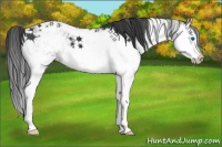 Horse Color:Black Sabino Splash Appaloosa 