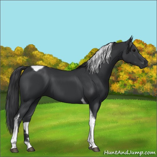 Horse Color:Black Tobiano