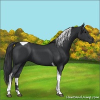 Horse Color:Black Tobiano 