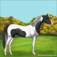 Horse Color:Black Tobiano 