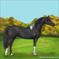 Horse Color:Black Tobiano 
