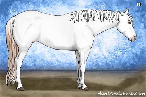 Horse Color:Chestnut Appaloosa