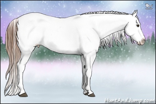 Horse Color:Chestnut Appaloosa 