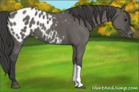 Horse Color:Grullo Appaloosa 