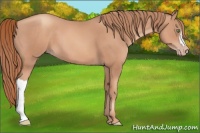 Horse Color:Gold Champagne 