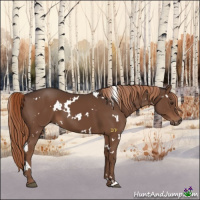 Horse Color:White Spotted Liver Chestnut