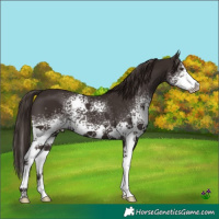Horse Color:White Spotted Liver Chestnut