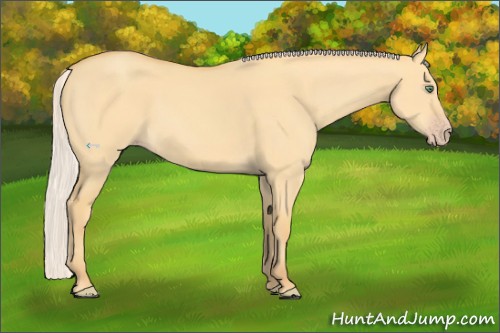 Horse Color:Silver Amber Cream Champagne Dun 