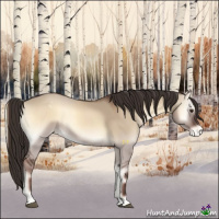 Horse Color:Liver Red Dun Onyx Appaloosa 