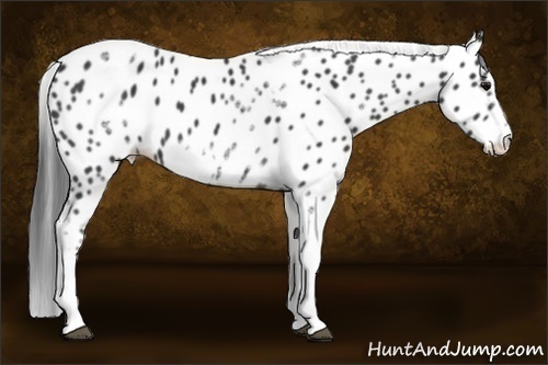 Horse Color:White Spotted Black Splash Tobiano Frame Appaloosa 