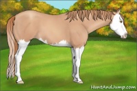 Horse Color:Gold Champagne Splash 