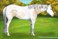 Horse Color:Bay Dun Splash Tobiano