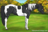 Horse Color:Black Tobiano 