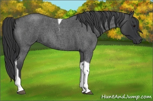 Horse Color:Blue Roan Tobiano