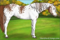 Horse Color:White Spotted Chestnut 