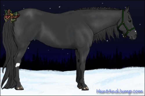 Horse Color:Black and Black
