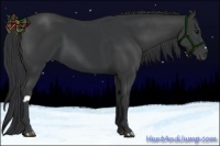 Horse Color:Black and Black