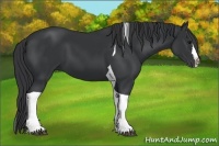 Horse Color:Black Splash Tobiano