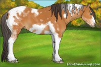 Horse Color:Buckskin Tobiano Frame 