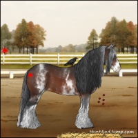 Horse Color:White Spotted Brown 