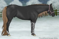 Horse Color:Liver Chestnut Tobiano 