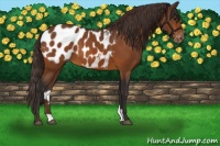 Horse Color:Buckskin Blanket 