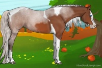Horse Color:Silver Bay Splash Tobiano 