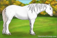 Horse Color:White Spotted Silver Black Splash 