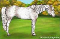 Horse Color:White Spotted Silver Grullo Splash 