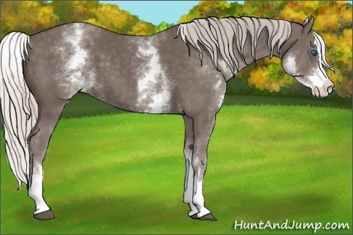 Horse Color:White Spotted Silver Black Splash 