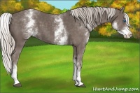 Horse Color:White Spotted Silver Black Splash 