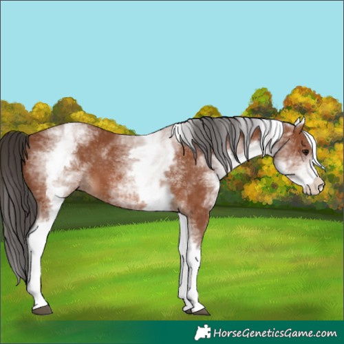 Horse Color:White Spotted Bay 