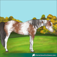 Horse Color:White Spotted Bay 