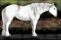 Horse Color:White Spotted Silver Black Splash 