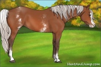 Horse Color:White Spotted Silver Bay Splash
