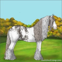 Horse Color:White Spotted Silver Black 