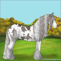 Horse Color:White Spotted Silver Black Sabino Splash 
