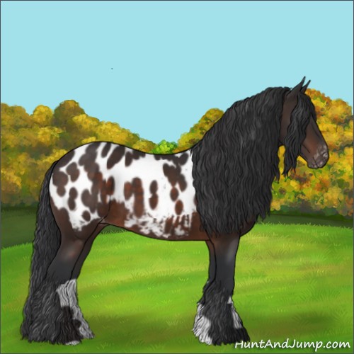 Horse Color:Brown Appaloosa