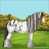 Horse Color:White Spotted Liver Chestnut Blanket