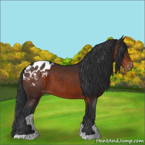 Horse Color:Brown Appaloosa 
